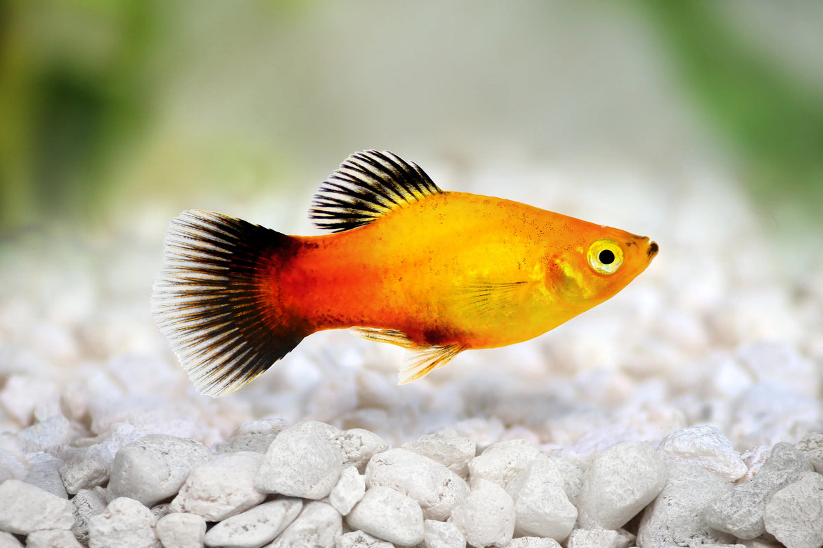Platy Assorted Mix for Sale South Africa | RSB Aquatics
