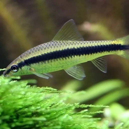 Flying Fox Blackline Algae Eater for Sale South Africa | RSB Aquatics