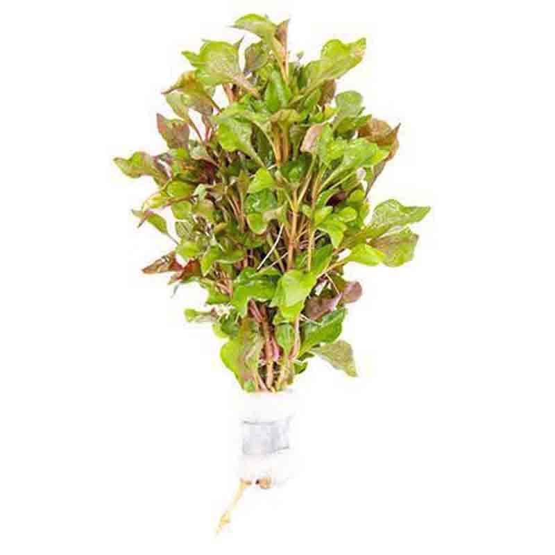 Alternanthera Versicolor for Sale South Africa | RSB Aquatics