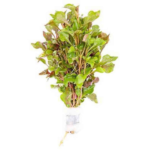 Alternanthera Versicolor