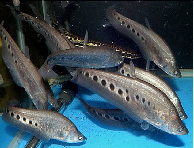 Clown Knife Fish for Sale South Africa | RSB Aquatics