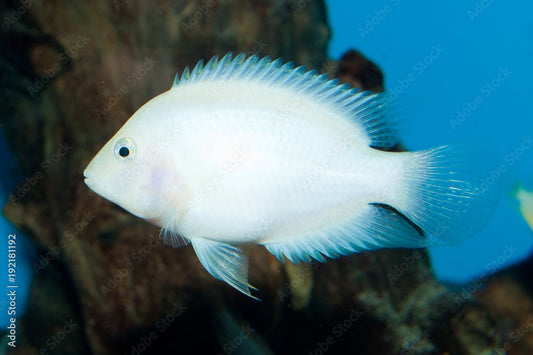 Albino Convict for Sale South Africa | RSB Aquatics