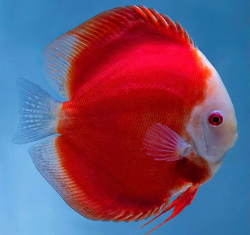 Hand selected Discus 7-8cm