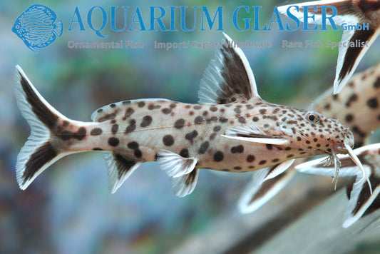 Dwarf Lake Synodontis (Synodontis petricola)