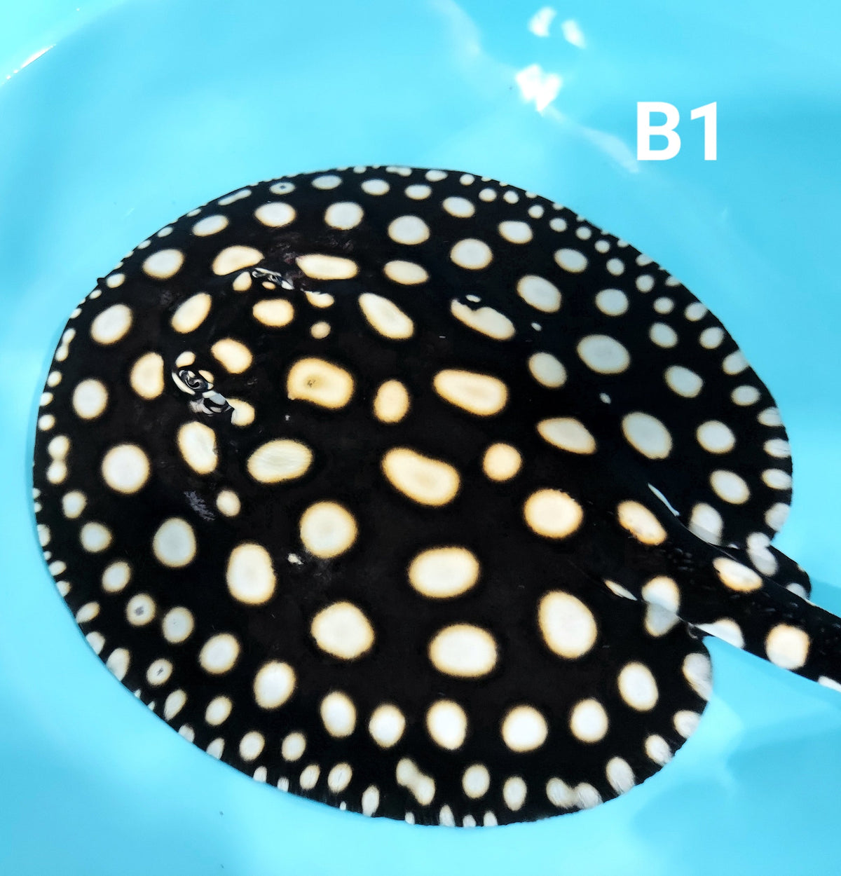 A Grade Black Diamond Stingray for Sale South Africa | RSB Aquatics