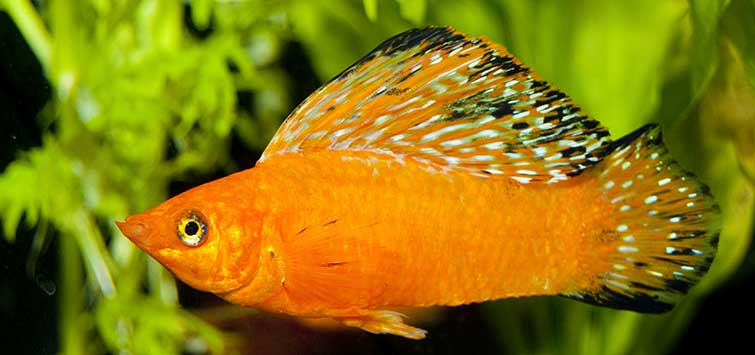 Sailfin Molly (jumbo) for Sale South Africa | RSB Aquatics