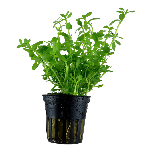 Bacopa Monnieri