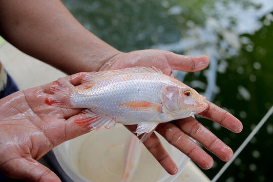 Red Mozambique Tilapia (pair) for Sale South Africa | RSB Aquatics