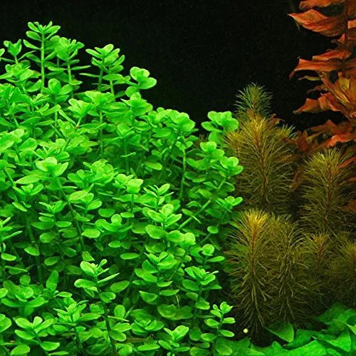 Bacopa Ampiplexicaulis for Sale South Africa | RSB Aquatics