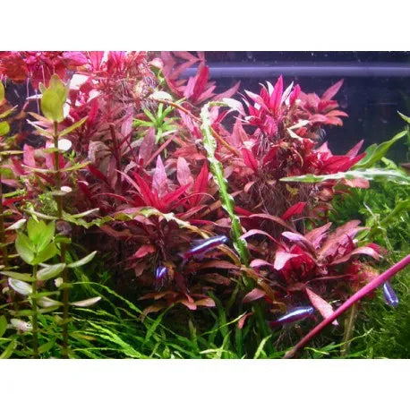 Alternanthera Sessilis for Sale South Africa | RSB Aquatics