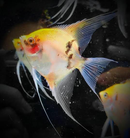 Blushing Angels for Sale South Africa | RSB Aquatics
