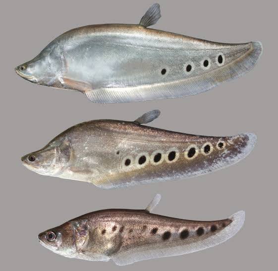 Clown Knife Fish for Sale South Africa | RSB Aquatics