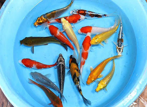 ASSORTED IMPORT JAPANESE KOI
