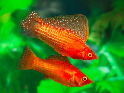 Sailfin Molly (jumbo) for Sale South Africa | RSB Aquatics