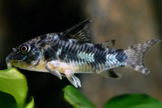 Corydoras Fish for Sale South Africa | RSB Aquatics
