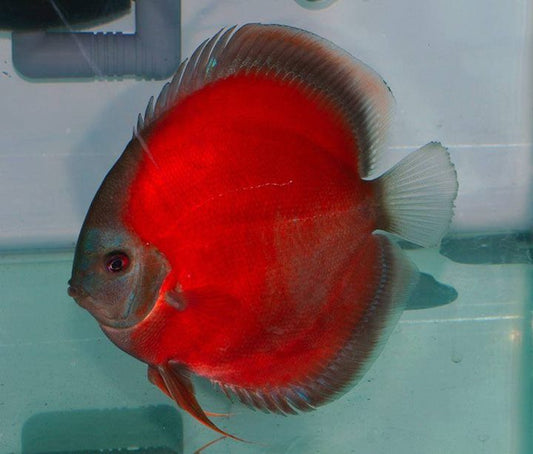 Hand selected Discus 7-8cm
