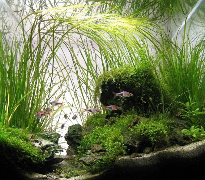 Vallisneria
