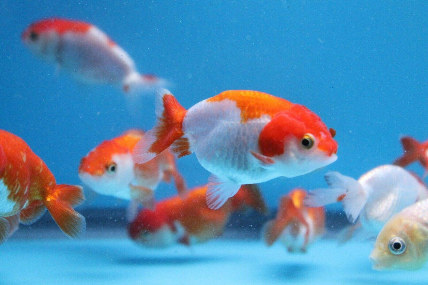 A grade Ranchu goldfish