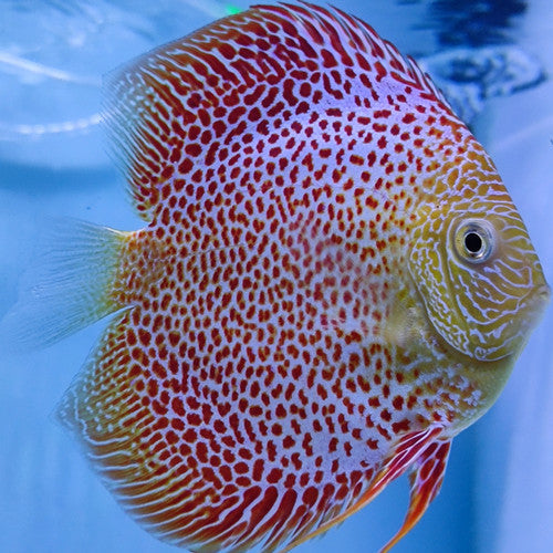 Hand selected Discus 7-8cm