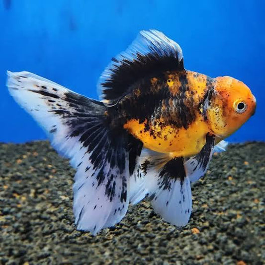Calico Lionhead for Sale South Africa | RSB Aquatics