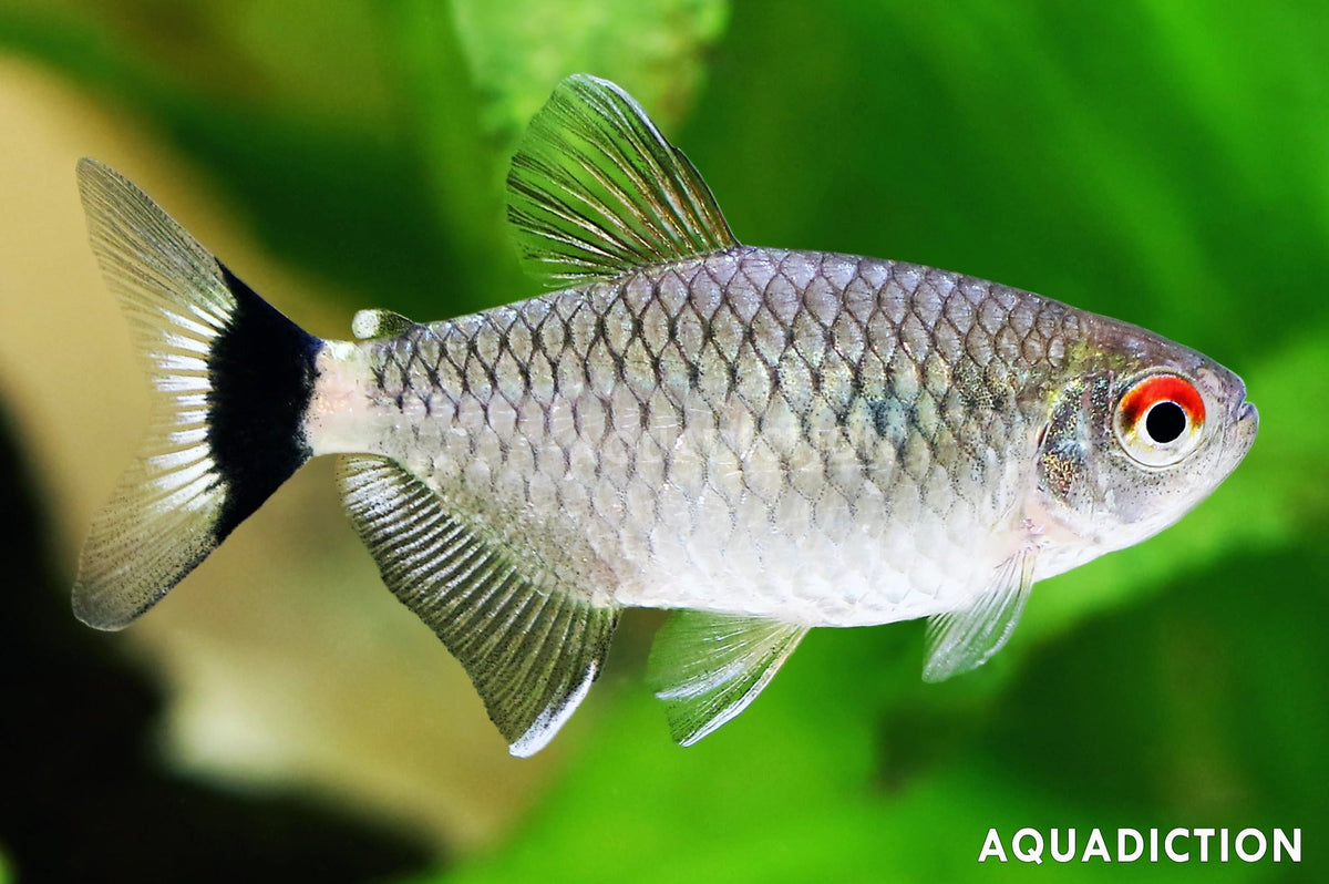 Tetras for Sale South Africa | RSB Aquatics