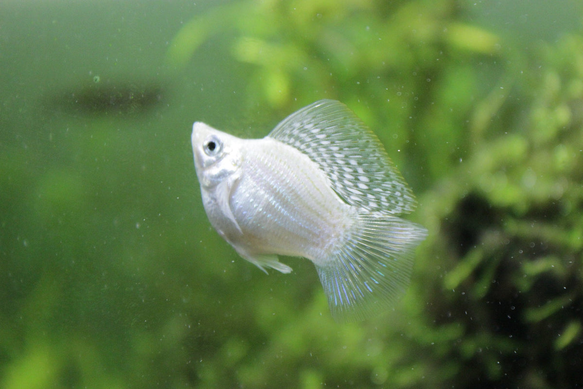 Molly Assorted Fish for Sale South Africa | RSB Aquatics