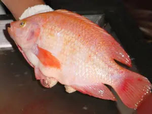 Red Mozambique Tilapia (pair) for Sale South Africa | RSB Aquatics