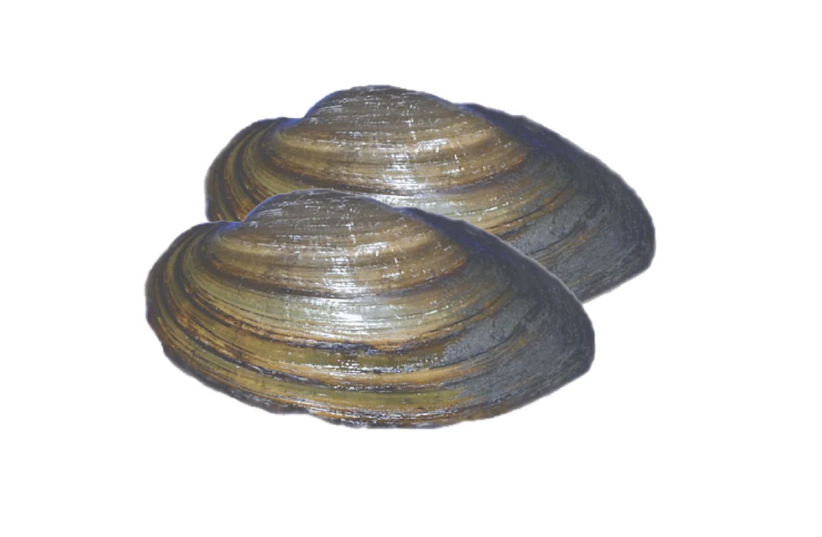Clams Freshwater Assorted for Sale South Africa | RSB Aquatics