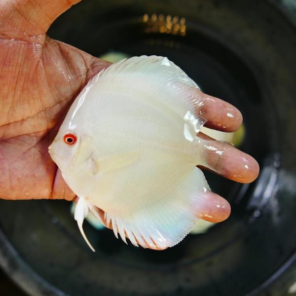 Hand selected Discus 7-8cm