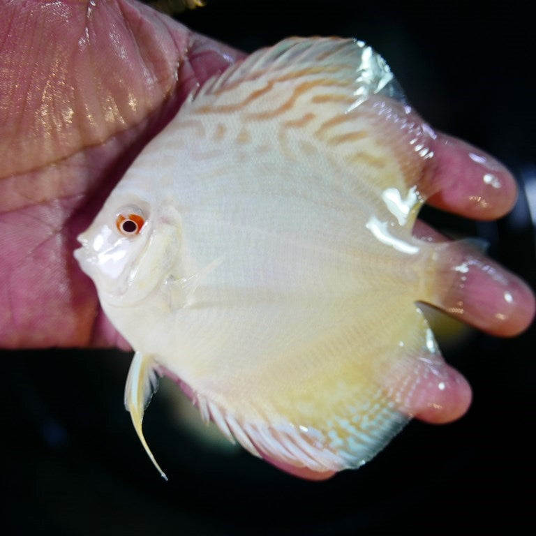 Hand selected Discus 7-8cm
