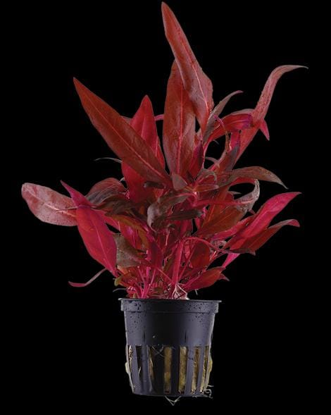 Alternanthera sessilis