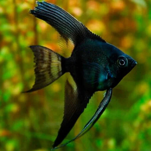 Black Angels for Sale South Africa | RSB Aquatics