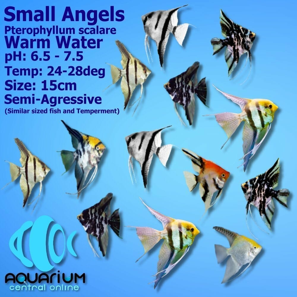 Assorted Danzinger Angels for Sale South Africa | RSB Aquatics