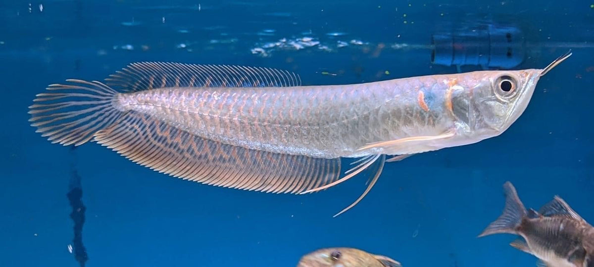 A Grade Silver Arowana for Sale South Africa | RSB Aquatics