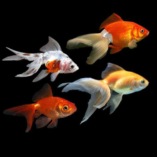 Baby Goldfish Assorted