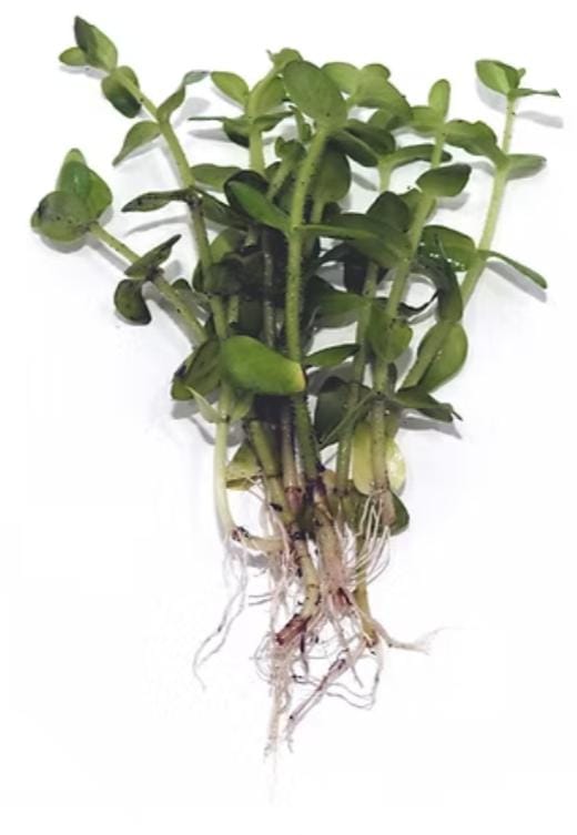 Bacopa ampiplexicaulis / Lemon Bacopa