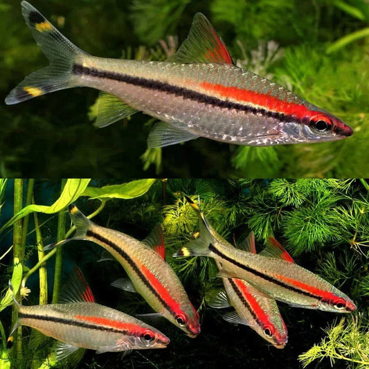 Torpedo Barb