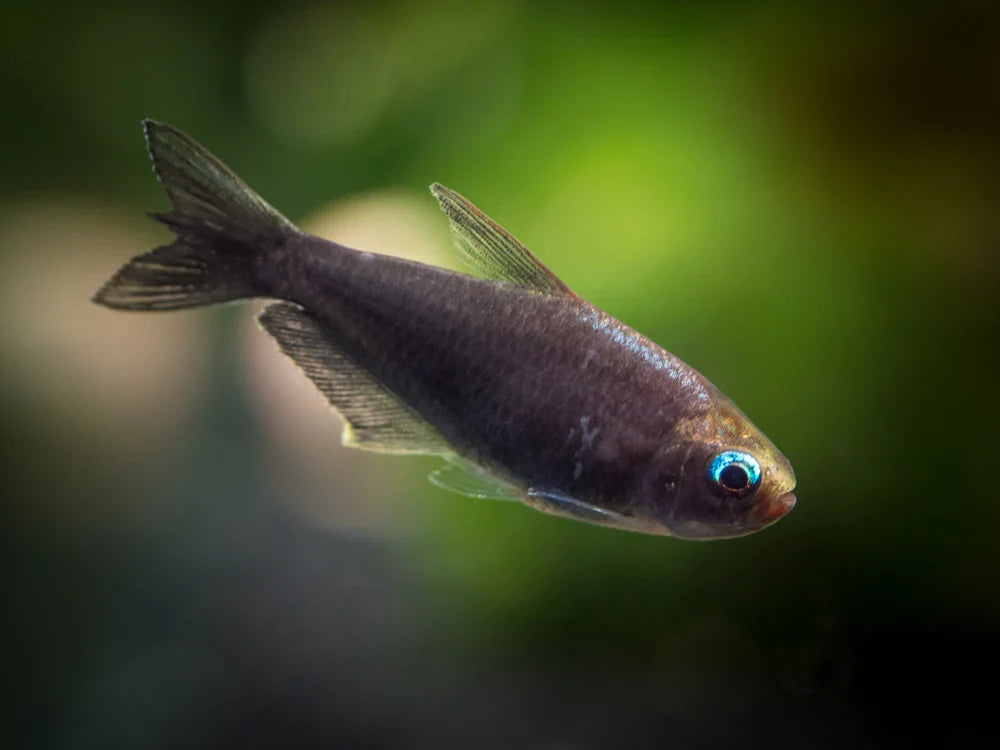 Tetras for Sale South Africa | RSB Aquatics