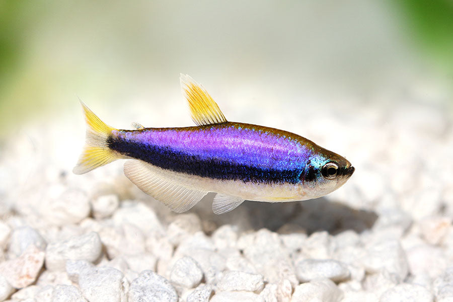 Tetras for Sale South Africa | RSB Aquatics