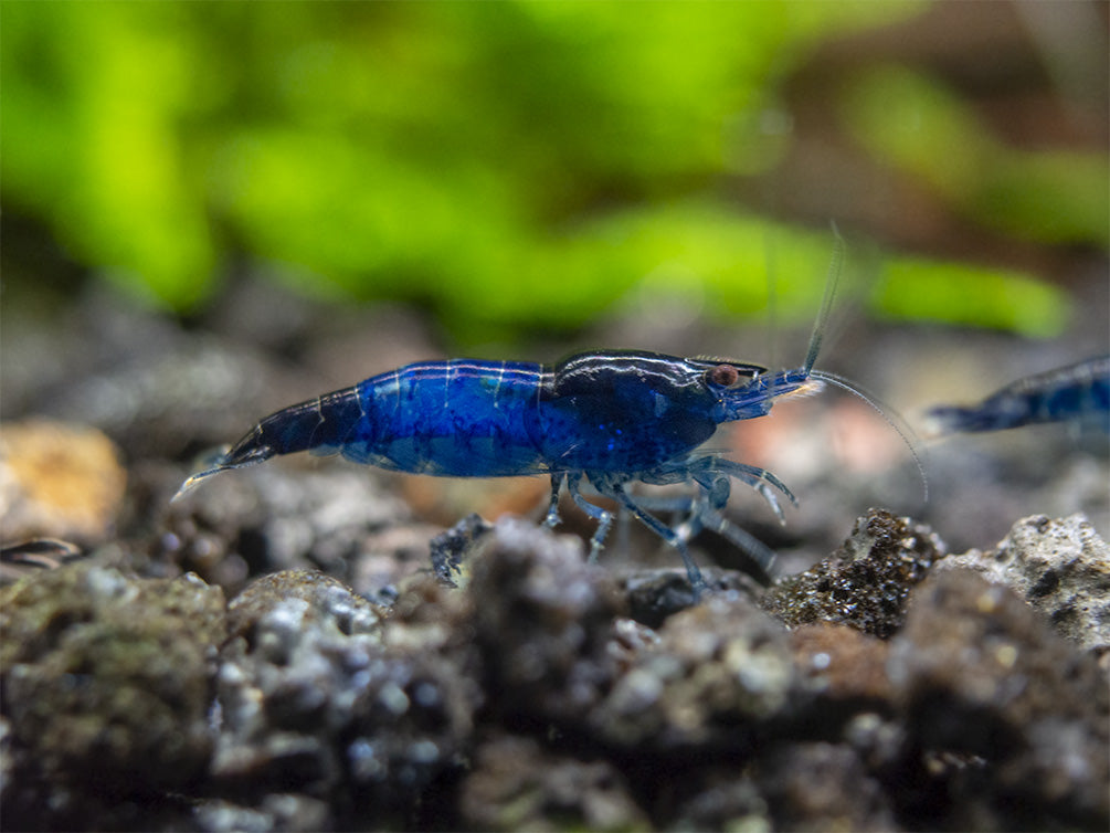 Shrimp exotic types
