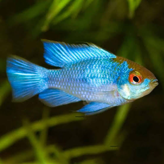 Electric Blue Ram for Sale South Africa | RSB Aquatics