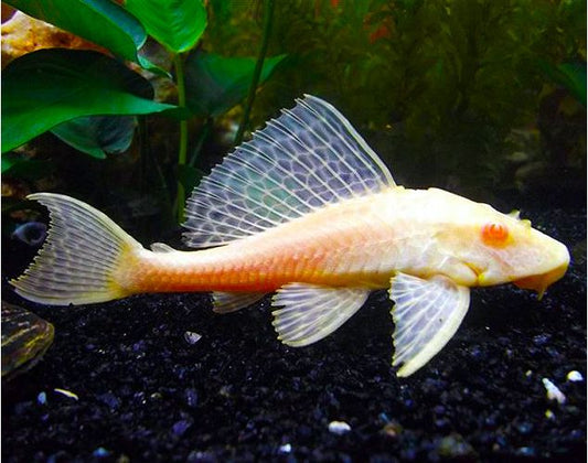 Albino Pleco for Sale South Africa | RSB Aquatics