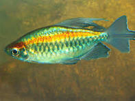 Congo tetra male