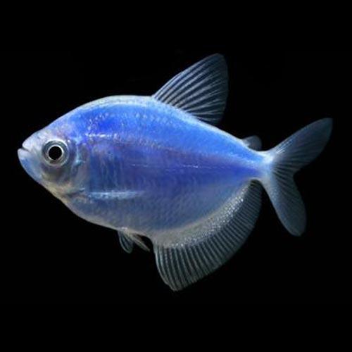 Gmo Widows Assorted for Sale South Africa | RSB Aquatics