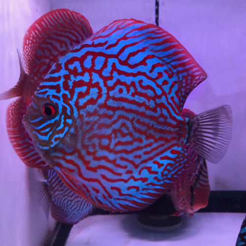 Hand selected Discus 7-8cm