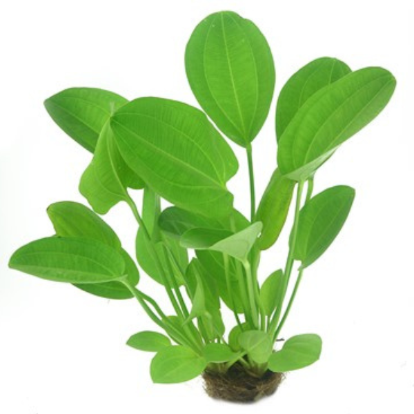 Amazon Sword Short Assorted