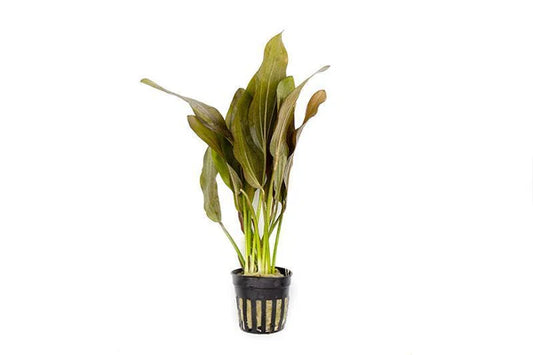 Echinodorus martii hybrid