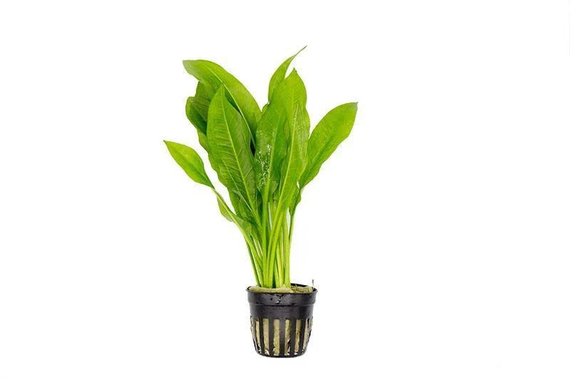 Echinodorus radicans / Radican sword