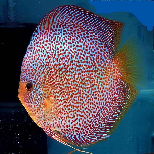 Hand selected Discus 7-8cm