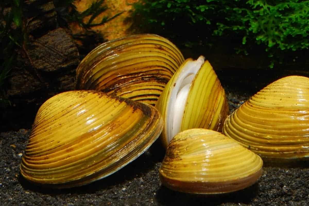 Clams Freshwater Assorted for Sale South Africa | RSB Aquatics